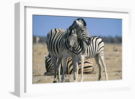 Plains Zebra and Young-Adrian Warren-Framed Photographic Print