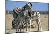 Plains Zebra and Young-Adrian Warren-Mounted Photographic Print