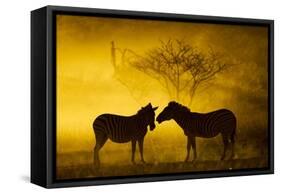 Plains Zebra at Sunset, Moremi Game Reserve, Botswana-Paul Souders-Framed Stretched Canvas