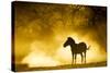 Plains Zebra at Sunset, Moremi Game Reserve, Botswana-Paul Souders-Stretched Canvas