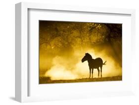 Plains Zebra at Sunset, Moremi Game Reserve, Botswana-Paul Souders-Framed Photographic Print