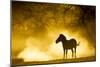 Plains Zebra at Sunset, Moremi Game Reserve, Botswana-Paul Souders-Mounted Photographic Print