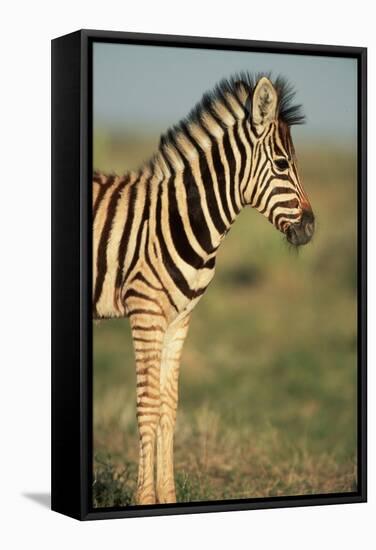 Plains Zebra at Sunset-Paul Souders-Framed Stretched Canvas