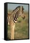 Plains Zebra at Sunset-Paul Souders-Framed Stretched Canvas