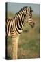 Plains Zebra at Sunset-Paul Souders-Stretched Canvas