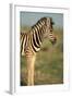 Plains Zebra at Sunset-Paul Souders-Framed Photographic Print