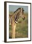 Plains Zebra at Sunset-Paul Souders-Framed Photographic Print