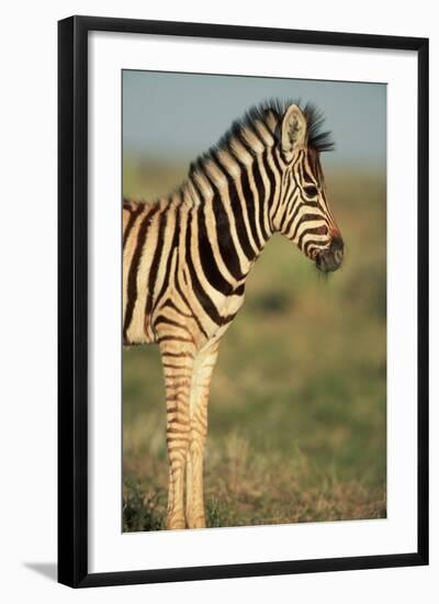 Plains Zebra at Sunset-Paul Souders-Framed Photographic Print