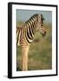 Plains Zebra at Sunset-Paul Souders-Framed Photographic Print