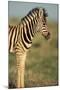 Plains Zebra at Sunset-Paul Souders-Mounted Photographic Print