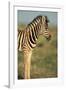 Plains Zebra at Sunset-Paul Souders-Framed Photographic Print