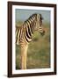 Plains Zebra at Sunset-Paul Souders-Framed Photographic Print