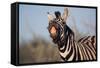 Plains Zebra Baring its Teeth-Paul Souders-Framed Stretched Canvas