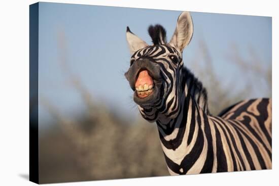 Plains Zebra Baring its Teeth-Paul Souders-Stretched Canvas