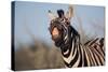 Plains Zebra Baring its Teeth-Paul Souders-Stretched Canvas