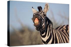 Plains Zebra Baring its Teeth-Paul Souders-Stretched Canvas