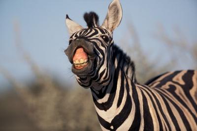 https://imgc.allpostersimages.com/img/posters/plains-zebra-baring-its-teeth_u-L-PZNCJO0.jpg?artPerspective=n
