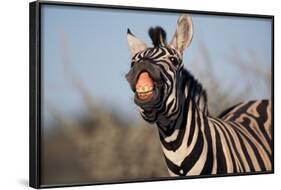Plains Zebra Baring its Teeth-Paul Souders-Framed Photographic Print