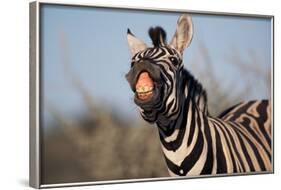 Plains Zebra Baring its Teeth-Paul Souders-Framed Photographic Print