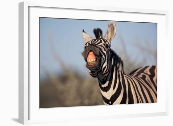 Plains Zebra Baring its Teeth-Paul Souders-Framed Photographic Print