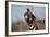 Plains Zebra Baring its Teeth-Paul Souders-Framed Photographic Print