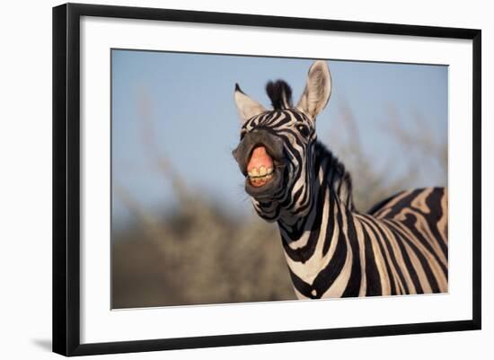 Plains Zebra Baring its Teeth-Paul Souders-Framed Photographic Print