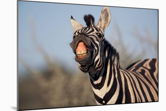 Plains Zebra Baring its Teeth-Paul Souders-Mounted Photographic Print