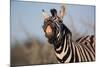 Plains Zebra Baring its Teeth-Paul Souders-Mounted Photographic Print
