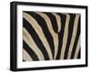 Plains Zebra, Burchell's Zebra, Equus Burchellii, Khwai River, Botswana, Africa-Thorsten Milse-Framed Photographic Print