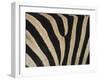 Plains Zebra, Burchell's Zebra, Equus Burchellii, Khwai River, Botswana, Africa-Thorsten Milse-Framed Photographic Print