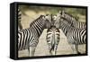 Plains Zebra, Chobe National Park, Botswana-Paul Souders-Framed Stretched Canvas