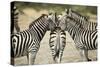 Plains Zebra, Chobe National Park, Botswana-Paul Souders-Stretched Canvas