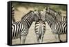 Plains Zebra, Chobe National Park, Botswana-Paul Souders-Framed Stretched Canvas