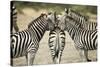 Plains Zebra, Chobe National Park, Botswana-Paul Souders-Stretched Canvas