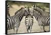 Plains Zebra, Chobe National Park, Botswana-Paul Souders-Framed Stretched Canvas