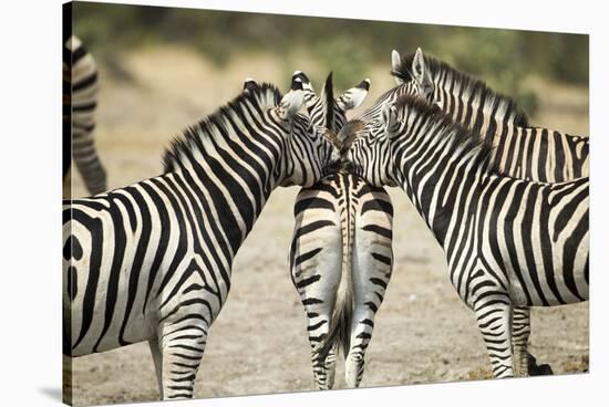 Plains Zebra, Chobe National Park, Botswana-Paul Souders-Stretched Canvas