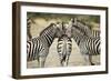 Plains Zebra, Chobe National Park, Botswana-Paul Souders-Framed Photographic Print