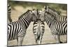 Plains Zebra, Chobe National Park, Botswana-Paul Souders-Mounted Photographic Print