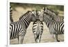 Plains Zebra, Chobe National Park, Botswana-Paul Souders-Framed Photographic Print
