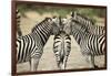 Plains Zebra, Chobe National Park, Botswana-Paul Souders-Framed Photographic Print