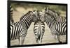 Plains Zebra, Chobe National Park, Botswana-Paul Souders-Framed Photographic Print