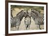 Plains Zebra, Chobe National Park, Botswana-Paul Souders-Framed Photographic Print