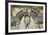 Plains Zebra, Chobe National Park, Botswana-Paul Souders-Framed Photographic Print