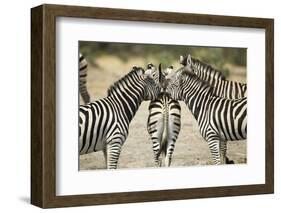 Plains Zebra, Chobe National Park, Botswana-Paul Souders-Framed Photographic Print