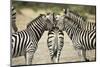 Plains Zebra, Chobe National Park, Botswana-Paul Souders-Mounted Photographic Print
