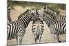 Plains Zebra, Chobe National Park, Botswana-Paul Souders-Mounted Photographic Print