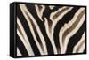 Plains Zebra (Equua Quagga Burchelli) Stripe Pattern Detail Showing Shadow Stripe-Ann and Steve Toon-Framed Stretched Canvas