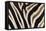 Plains Zebra (Equua Quagga Burchelli) Stripe Pattern Detail Showing Shadow Stripe-Ann and Steve Toon-Framed Stretched Canvas