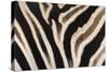 Plains Zebra (Equua Quagga Burchelli) Stripe Pattern Detail Showing Shadow Stripe-Ann and Steve Toon-Stretched Canvas