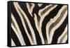 Plains Zebra (Equua Quagga Burchelli) Stripe Pattern Detail Showing Shadow Stripe-Ann and Steve Toon-Framed Stretched Canvas